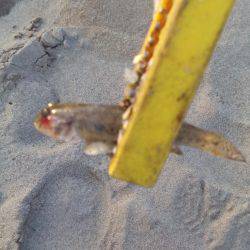 ハゼングからのアジング